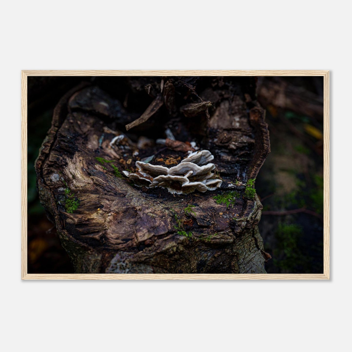 0095233a-1267-4d93-aeae-22fdb9bc1de4