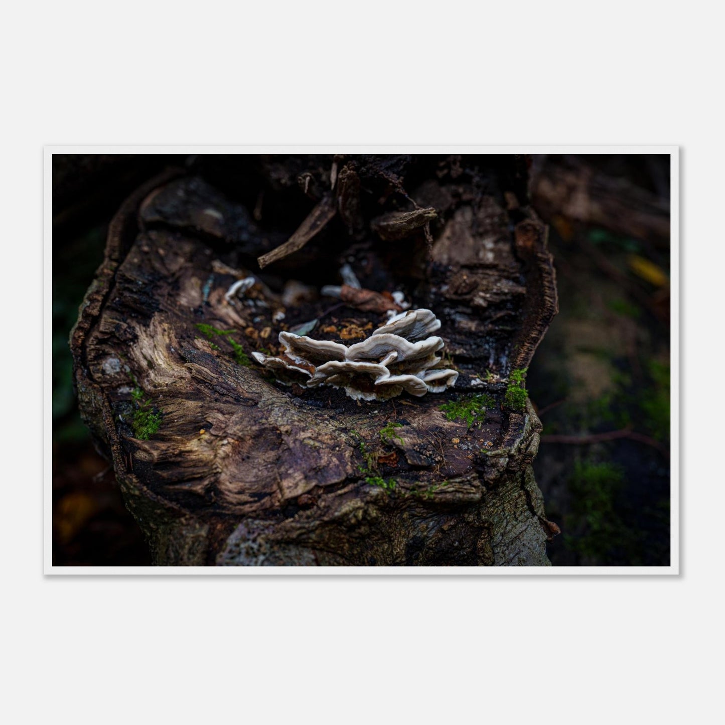 0a99c1c8-d330-4a49-9918-56f40314969e